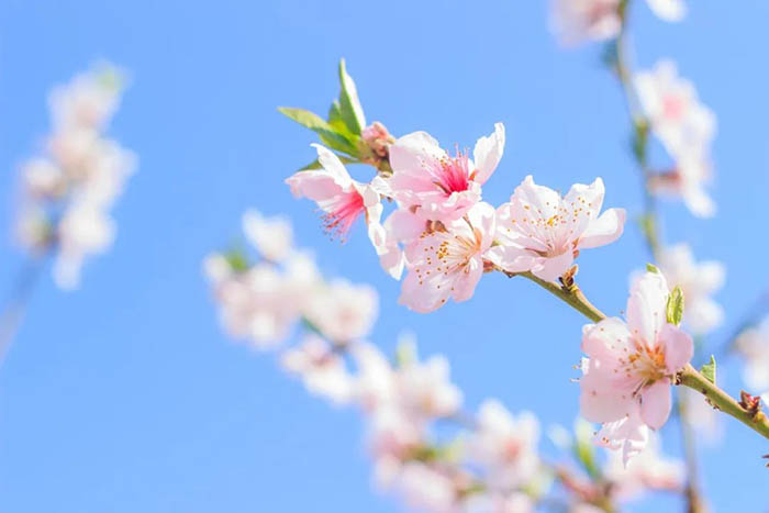 今日清明(图3)