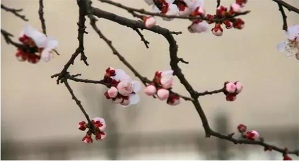 立春|春回大地 春暖花开(图5)